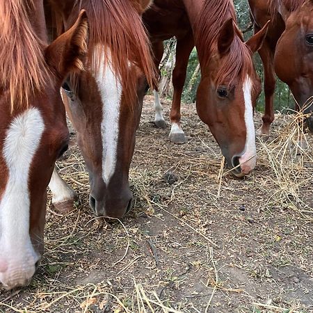 Podere Orzale Agri Hospitality Usigliano Εξωτερικό φωτογραφία