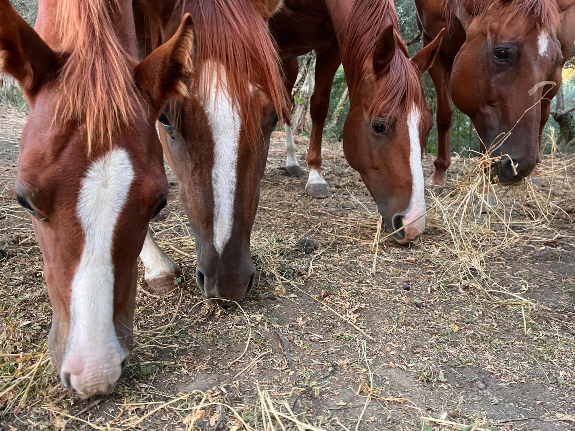 Podere Orzale Agri Hospitality Usigliano Εξωτερικό φωτογραφία