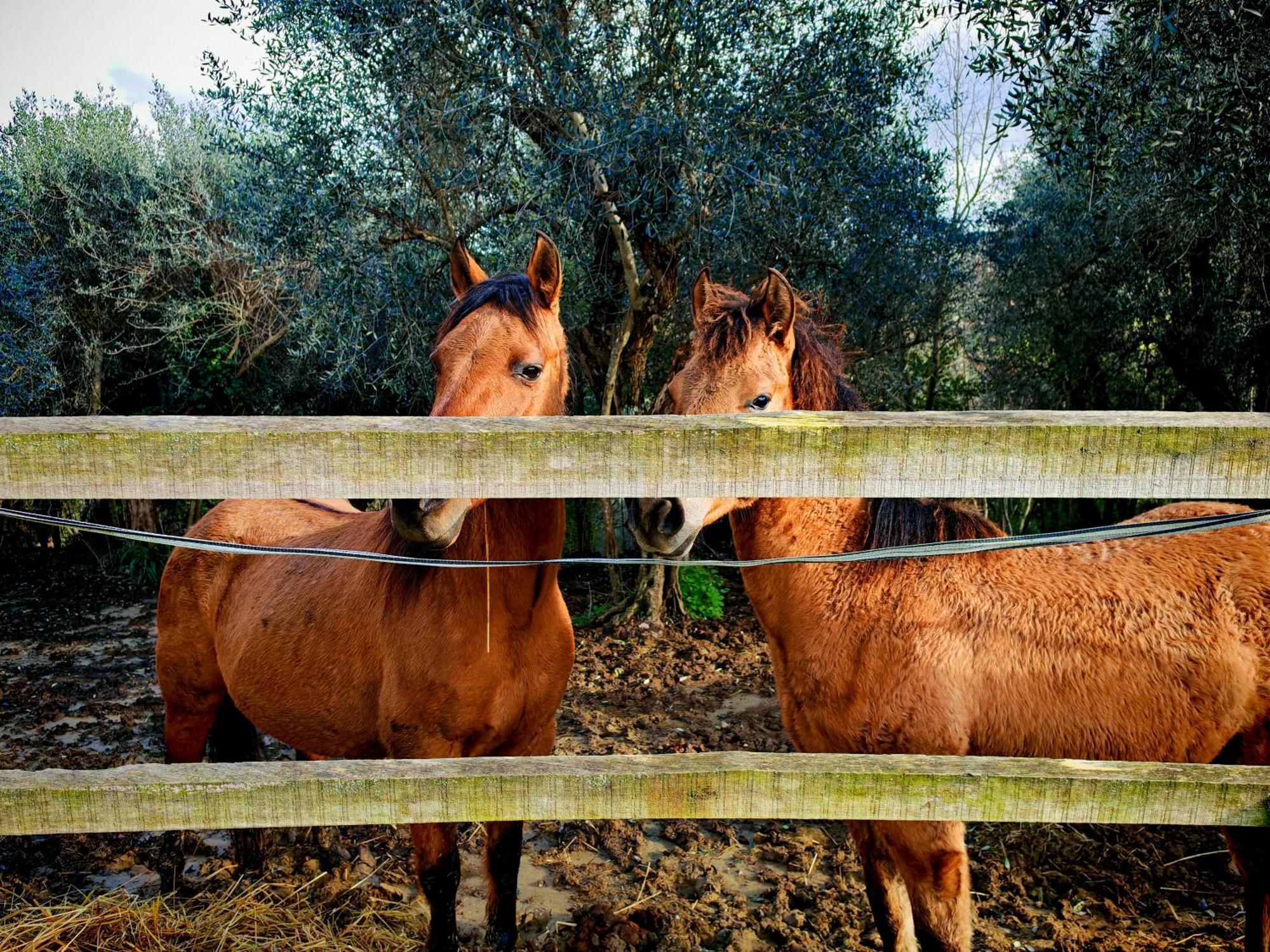 Podere Orzale Agri Hospitality Usigliano Εξωτερικό φωτογραφία
